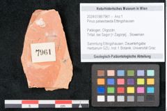 Foto (Objekt + Etikett) von Pinus palaeotaeda Ettingshausen (NHMW-GEO-2024-0188-7961)